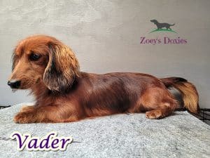 Dachshund puppies for sale