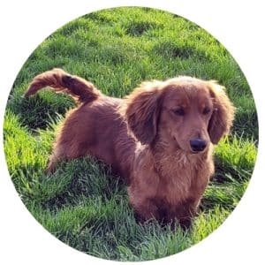 Dachshunds for sale