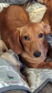 Dachshund puppies for sale