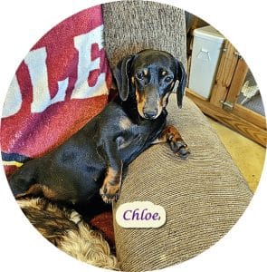 dachshund puppies for sale