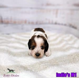 dachshund puppies for sale