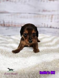 dachshund puppies for sale