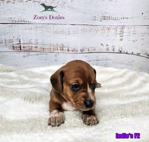 Dachshund puppies for sale