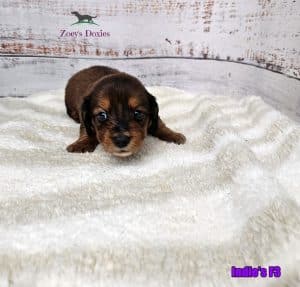 Looking for a dachshund puppy