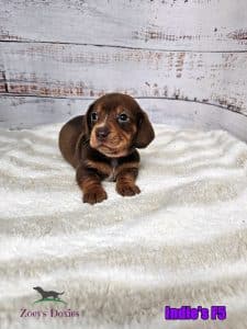 Dachshund for sale