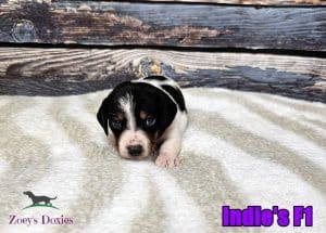 Dachshunds for sale