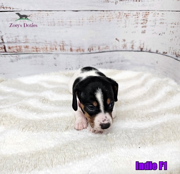 Dachshund puppies for sale