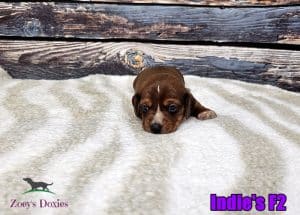 dachshund puppies for sale