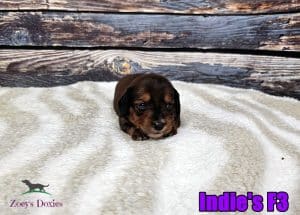 Dotson puppies for sale