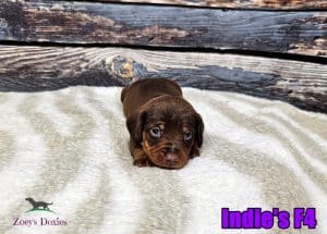 Dotson puppies for sale