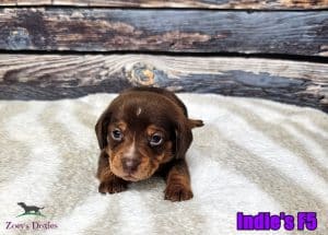 Doxie puppies for sale