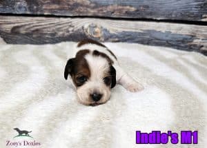 Doxie puppies for sale