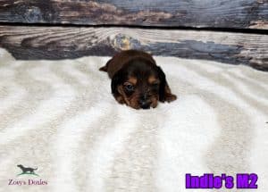 Doxie puppies for sale