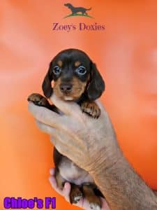 Dachshund puppies for sale