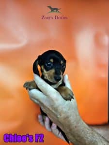 Dachshund puppies for sale