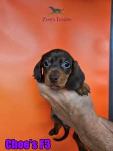 Dachshund puppies for sale