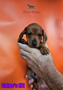 Dachshund puppies for sale