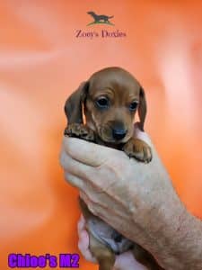 Dachshund puppies for sale