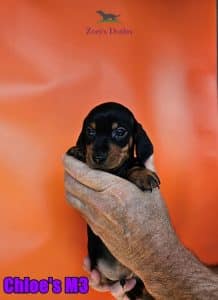 Dachshund puppies for sale