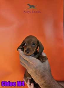 Dachshund puppies for sale