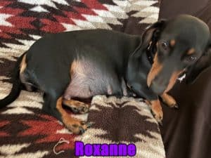 Dachshund puppies for sale