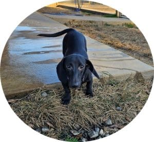 doxie puppies for sale