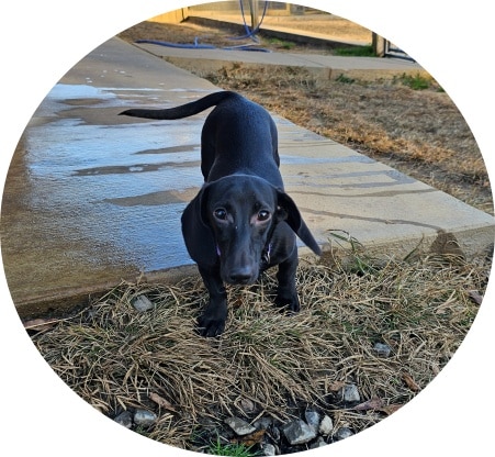 doxie puppies for sale