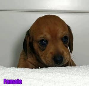 Dachshund puppies for sale Alabama