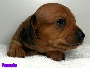 Dachshund puppies for sale Alabama
