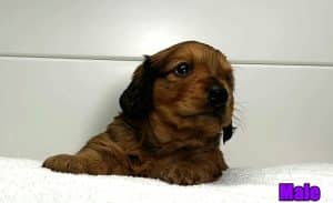 Dachshund puppies for sale Alabama