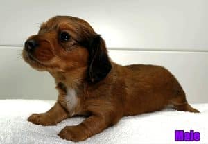 Dachshund puppies for sale Alabama