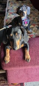 Dachshund puppies for sale