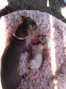 Doxie puppies for sale