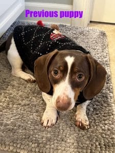 Dachshund puppies for sale