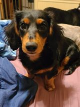 Dachshund puppies for sale