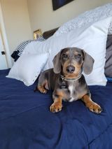 Dachshund puppies for sale