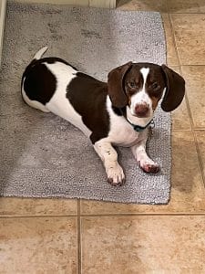 Dachshund puppies for sale