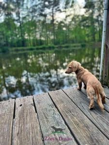 Dachshund puppies for sale