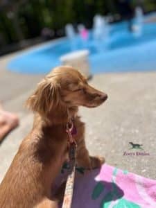 Dachshund puppies for sale