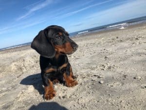 Doxie puppies for sale