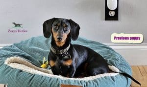 Dachshund puppies for sale