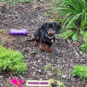 Dachshund puppies for sale