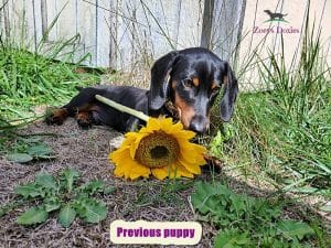 Dachshund puppies for sale