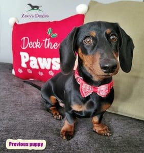 Dachshund puppies for sale