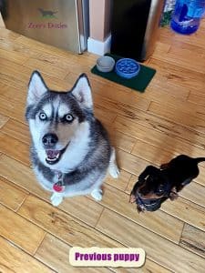 Dachshund puppies for sale