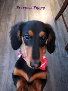 Dachshund puppies for sale