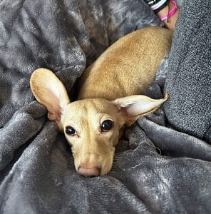 Dachshund puppies for sale