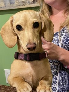 Doxie puppies for sale