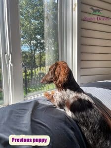 Dachshund puppies for sale