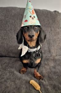 Doxie puppies for sale